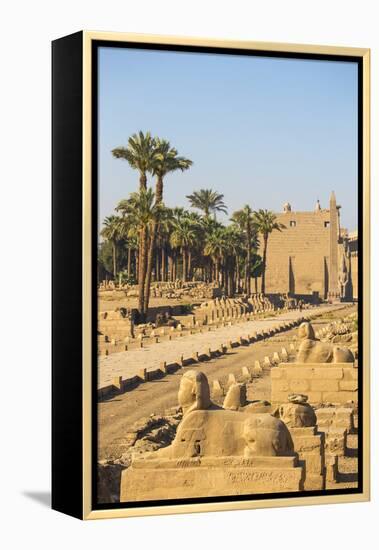 Avenue of Sphinxes, Luxor Temple, UNESCO World Heritage Site, Luxor, Egypt, North Africa, Africa-Jane Sweeney-Framed Premier Image Canvas