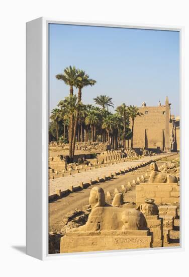 Avenue of Sphinxes, Luxor Temple, UNESCO World Heritage Site, Luxor, Egypt, North Africa, Africa-Jane Sweeney-Framed Premier Image Canvas