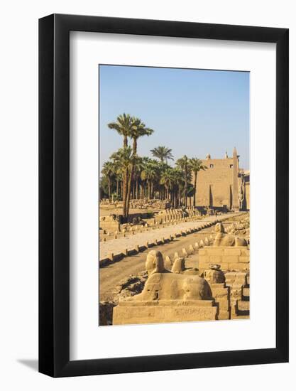 Avenue of Sphinxes, Luxor Temple, UNESCO World Heritage Site, Luxor, Egypt, North Africa, Africa-Jane Sweeney-Framed Photographic Print