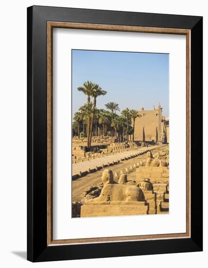 Avenue of Sphinxes, Luxor Temple, UNESCO World Heritage Site, Luxor, Egypt, North Africa, Africa-Jane Sweeney-Framed Photographic Print