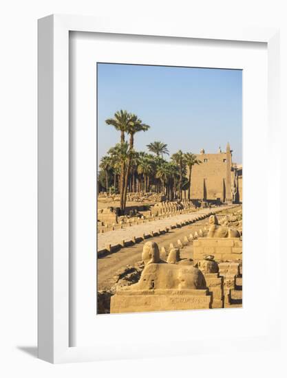 Avenue of Sphinxes, Luxor Temple, UNESCO World Heritage Site, Luxor, Egypt, North Africa, Africa-Jane Sweeney-Framed Photographic Print