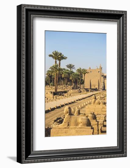 Avenue of Sphinxes, Luxor Temple, UNESCO World Heritage Site, Luxor, Egypt, North Africa, Africa-Jane Sweeney-Framed Photographic Print