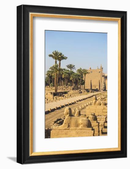 Avenue of Sphinxes, Luxor Temple, UNESCO World Heritage Site, Luxor, Egypt, North Africa, Africa-Jane Sweeney-Framed Photographic Print