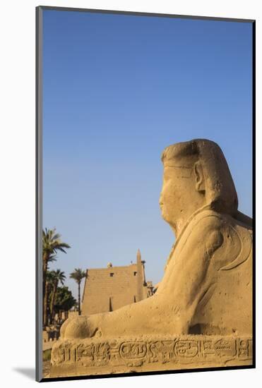 Avenue of Sphinxes, Luxor Temple, UNESCO World Heritage Site, Luxor, Egypt, North Africa, Africa-Jane Sweeney-Mounted Photographic Print