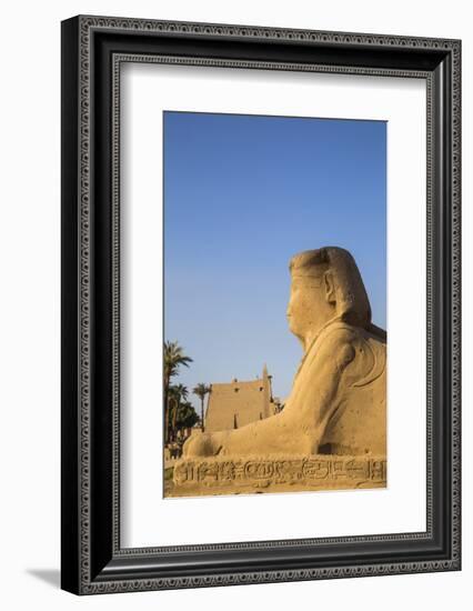 Avenue of Sphinxes, Luxor Temple, UNESCO World Heritage Site, Luxor, Egypt, North Africa, Africa-Jane Sweeney-Framed Photographic Print