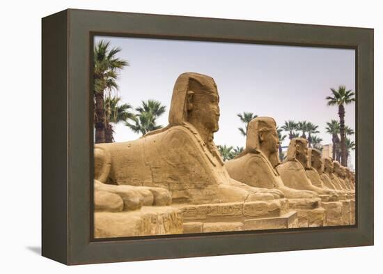 Avenue of Sphinxes, Luxor Temple, UNESCO World Heritage Site, Luxor, Egypt, North Africa, Africa-Jane Sweeney-Framed Premier Image Canvas