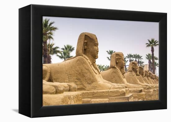 Avenue of Sphinxes, Luxor Temple, UNESCO World Heritage Site, Luxor, Egypt, North Africa, Africa-Jane Sweeney-Framed Premier Image Canvas