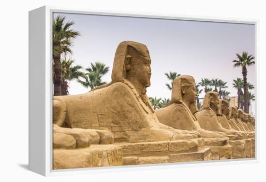 Avenue of Sphinxes, Luxor Temple, UNESCO World Heritage Site, Luxor, Egypt, North Africa, Africa-Jane Sweeney-Framed Premier Image Canvas