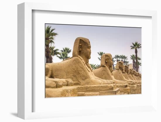 Avenue of Sphinxes, Luxor Temple, UNESCO World Heritage Site, Luxor, Egypt, North Africa, Africa-Jane Sweeney-Framed Photographic Print