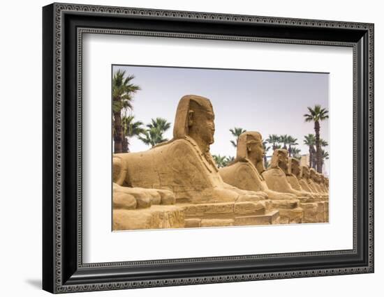 Avenue of Sphinxes, Luxor Temple, UNESCO World Heritage Site, Luxor, Egypt, North Africa, Africa-Jane Sweeney-Framed Photographic Print