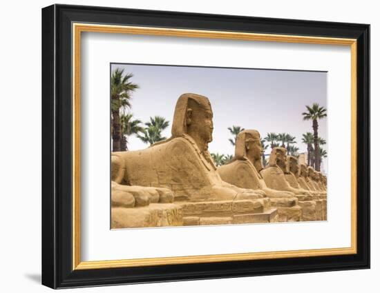 Avenue of Sphinxes, Luxor Temple, UNESCO World Heritage Site, Luxor, Egypt, North Africa, Africa-Jane Sweeney-Framed Photographic Print