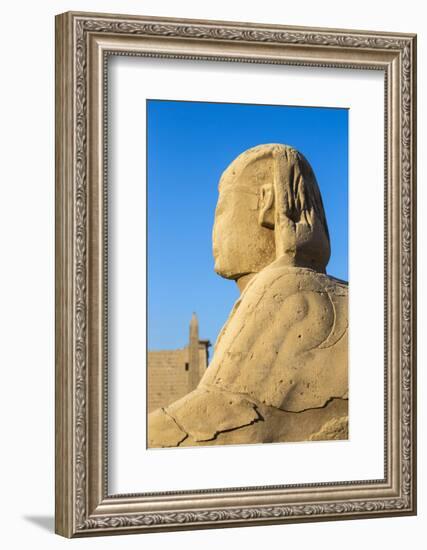 Avenue of Sphinxes, Luxor Temple, UNESCO World Heritage Site, Luxor, Egypt, North Africa, Africa-Jane Sweeney-Framed Photographic Print