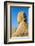 Avenue of Sphinxes, Luxor Temple, UNESCO World Heritage Site, Luxor, Egypt, North Africa, Africa-Jane Sweeney-Framed Photographic Print