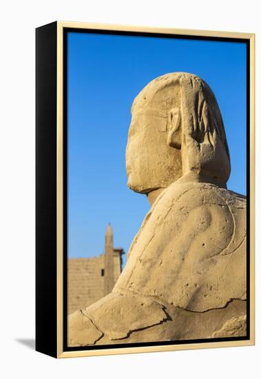 Avenue of Sphinxes, Luxor Temple, UNESCO World Heritage Site, Luxor, Egypt, North Africa, Africa-Jane Sweeney-Framed Premier Image Canvas