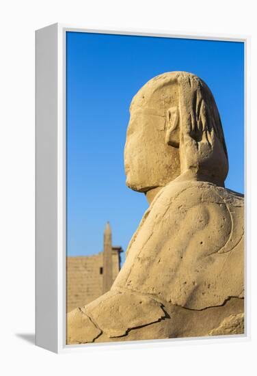 Avenue of Sphinxes, Luxor Temple, UNESCO World Heritage Site, Luxor, Egypt, North Africa, Africa-Jane Sweeney-Framed Premier Image Canvas