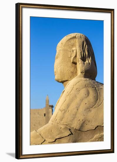 Avenue of Sphinxes, Luxor Temple, UNESCO World Heritage Site, Luxor, Egypt, North Africa, Africa-Jane Sweeney-Framed Photographic Print