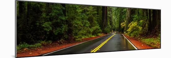 Avenue of the Giants passing through a redwood forest, Humboldt Redwoods State Park, California...-null-Mounted Photographic Print