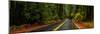 Avenue of the Giants passing through a redwood forest, Humboldt Redwoods State Park, California...-null-Mounted Photographic Print