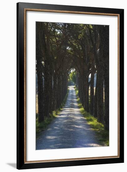 Avenue of Trees, Chiusi, Umbria, Italy, Europe-Charles Bowman-Framed Photographic Print
