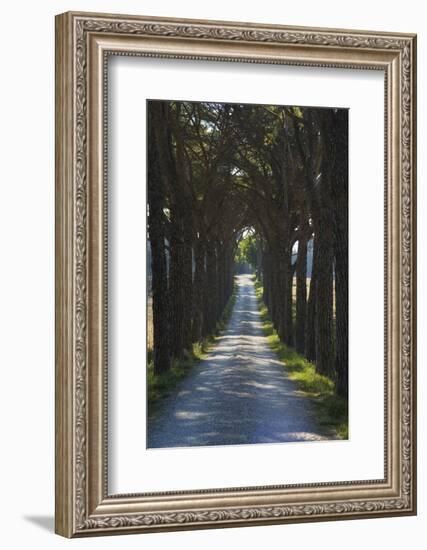 Avenue of Trees, Chiusi, Umbria, Italy, Europe-Charles Bowman-Framed Photographic Print