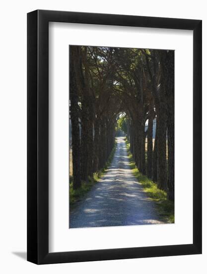 Avenue of Trees, Chiusi, Umbria, Italy, Europe-Charles Bowman-Framed Photographic Print