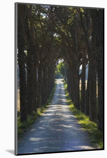 Avenue of Trees, Chiusi, Umbria, Italy, Europe-Charles Bowman-Mounted Photographic Print