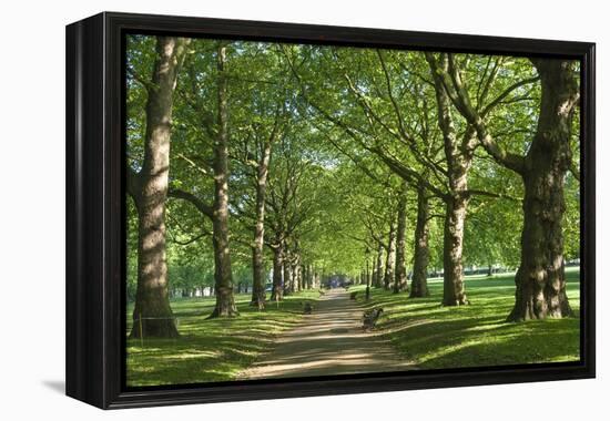 Avenue of Trees in Green Park, London, England, United Kingdom, Europe-James Emmerson-Framed Premier Image Canvas