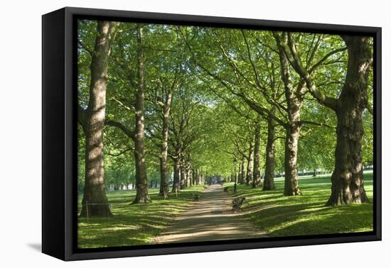 Avenue of Trees in Green Park, London, England, United Kingdom, Europe-James Emmerson-Framed Premier Image Canvas