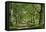 Avenue of Trees in Green Park, London, England, United Kingdom, Europe-James Emmerson-Framed Premier Image Canvas