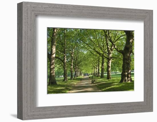 Avenue of Trees in Green Park, London, England, United Kingdom, Europe-James Emmerson-Framed Photographic Print