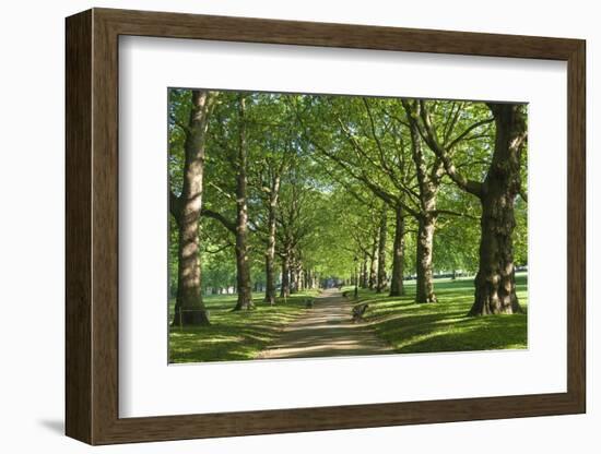 Avenue of Trees in Green Park, London, England, United Kingdom, Europe-James Emmerson-Framed Photographic Print