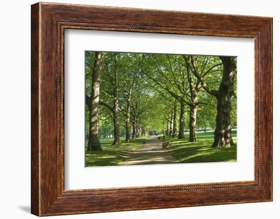 Avenue of Trees in Green Park, London, England, United Kingdom, Europe-James Emmerson-Framed Photographic Print