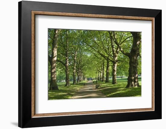 Avenue of Trees in Green Park, London, England, United Kingdom, Europe-James Emmerson-Framed Photographic Print