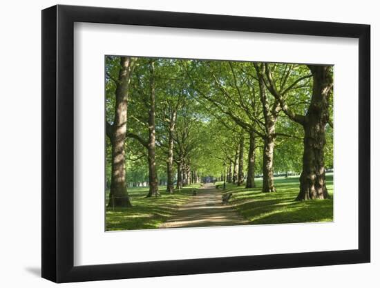 Avenue of Trees in Green Park, London, England, United Kingdom, Europe-James Emmerson-Framed Photographic Print