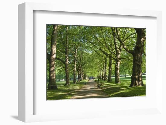 Avenue of Trees in Green Park, London, England, United Kingdom, Europe-James Emmerson-Framed Photographic Print