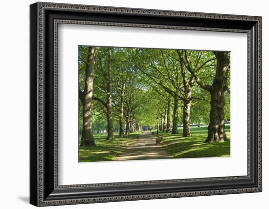 Avenue of Trees in Green Park, London, England, United Kingdom, Europe-James Emmerson-Framed Photographic Print