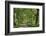 Avenue of Trees in Green Park, London, England, United Kingdom, Europe-James Emmerson-Framed Photographic Print