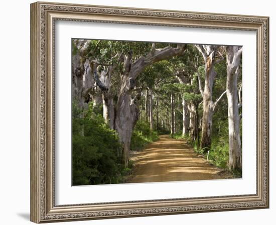 Avenue of Trees, West Cape Howe Np, Albany, Western Australia-Peter Adams-Framed Photographic Print