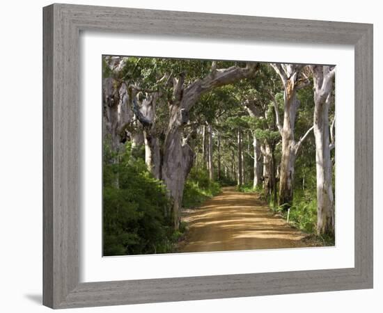 Avenue of Trees, West Cape Howe Np, Albany, Western Australia-Peter Adams-Framed Photographic Print