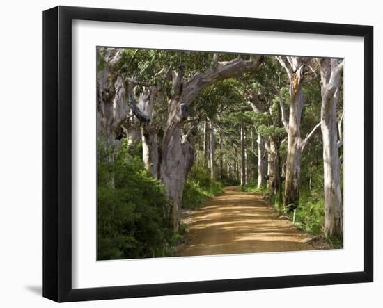 Avenue of Trees, West Cape Howe Np, Albany, Western Australia-Peter Adams-Framed Photographic Print