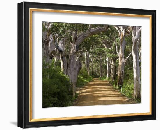 Avenue of Trees, West Cape Howe Np, Albany, Western Australia-Peter Adams-Framed Photographic Print