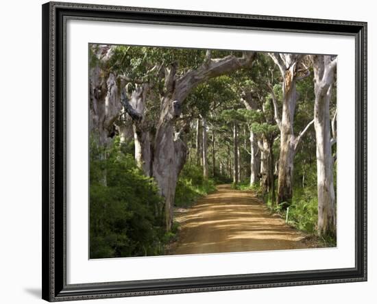 Avenue of Trees, West Cape Howe Np, Albany, Western Australia-Peter Adams-Framed Photographic Print