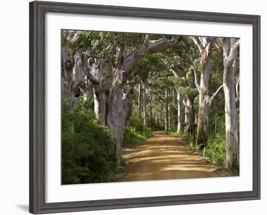 Avenue of Trees, West Cape Howe Np, Albany, Western Australia-Peter Adams-Framed Photographic Print