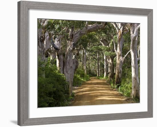 Avenue of Trees, West Cape Howe Np, Albany, Western Australia-Peter Adams-Framed Photographic Print