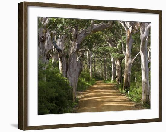 Avenue of Trees, West Cape Howe Np, Albany, Western Australia-Peter Adams-Framed Photographic Print