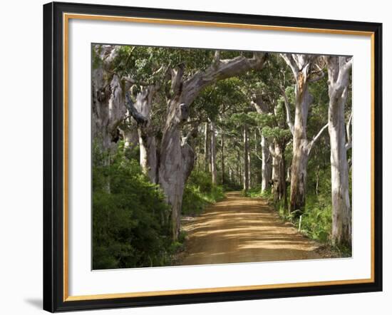 Avenue of Trees, West Cape Howe Np, Albany, Western Australia-Peter Adams-Framed Photographic Print