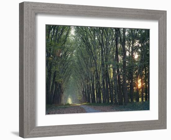 Avenue of Trees with Sun Low in the Sky Behind, at Versailles, Ile De France, France, Europe-Woolfitt Adam-Framed Photographic Print