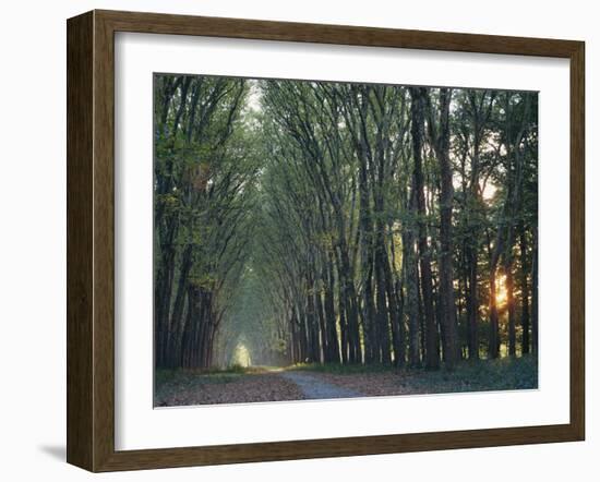 Avenue of Trees with Sun Low in the Sky Behind, at Versailles, Ile De France, France, Europe-Woolfitt Adam-Framed Photographic Print