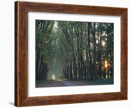 Avenue of Trees with Sun Low in the Sky Behind, at Versailles, Ile De France, France, Europe-Woolfitt Adam-Framed Photographic Print