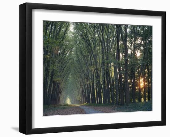 Avenue of Trees with Sun Low in the Sky Behind, at Versailles, Ile De France, France, Europe-Woolfitt Adam-Framed Photographic Print